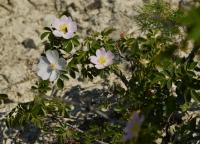 Růže oválnolistá (Rosa elliptica)