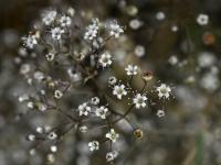 Šater latnatý (Gypsophila paniculata)