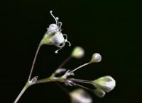 Šater latnatý (Gypsophila paniculata)