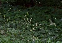 Oměj vlčí mor (Aconitum lycoctonum)