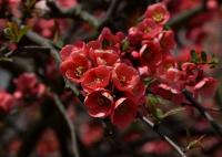Kdoulovec ozdobný (Chaenomeles speciosa)