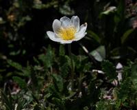 Dryádka osmiplátečná (Dryas octopetala)