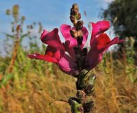 Hledík větší (Antirrhinum majus)