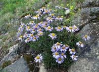 Hvězdnice alpská (Aster alpinus)