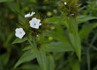Hvozdík vousatý (Dianthus barbatus)