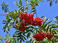 Jeřáb ptačí (Sorbus aucuparia)