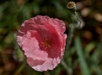 Mák vlčí (Papaver rhoeas)