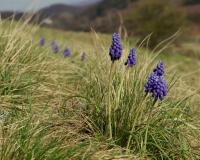 Modřenec arménský (Muscari armeniacum)