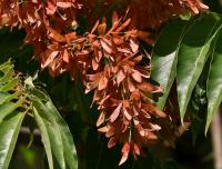 Pajasan žláznatý (Ailanthus altissima)