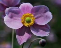 Sasanka japonská (Anemone hupehensis)