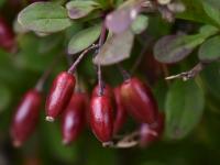 Dřišťál Thunbergův (Berberis thunbergii)