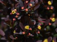Dřišťál Thunbergův (Berberis thunbergii)