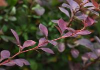 Dřišťál Thunbergův (Berberis thunbergii)