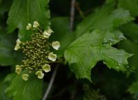 Kalina obecná (Viburnum opulus)