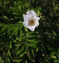 Růže svraskalá (Rosa rugosa)