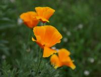Sluncovka kalifornská (Eschscholtzia californica)