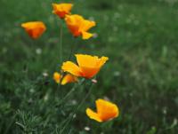 Sluncovka kalifornská (Eschscholtzia californica)
