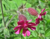 Silenka dvoudomá (Silene dioica)