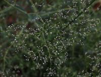 Šater latnatý (Gypsophila paniculata)