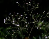 Šater latnatý (Gypsophila paniculata)