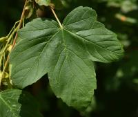 Javor babyka (Acer campestre)