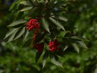 Bez červený (Sambucus racemosa)