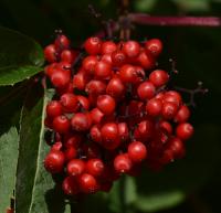 Bez červený (Sambucus racemosa)
