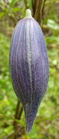 Alpen-Waldrebe (Clematis alpina)