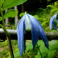 Alpen-Waldrebe (Clematis alpina)