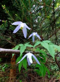 Alpen-Waldrebe (Clematis alpina)