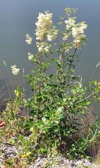 Echte Mädesüß (Filipendula ulmaria)