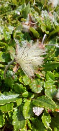 Weiße Silberwurz (Dryas octopetala)