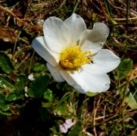 Weiße Silberwurz (Dryas octopetala)