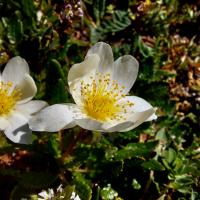 Weiße Silberwurz (Dryas octopetala)