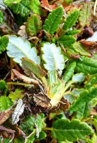Weiße Silberwurz (Dryas octopetala)