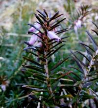Schneeheide (Erica carnea)