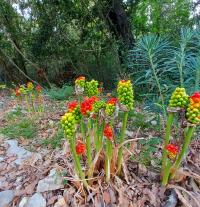 Italienische Aronstab (Arum italicum)