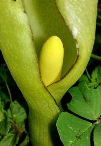 Árón italský (Arum italicum)