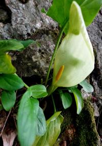 Árón italský (Arum italicum)
