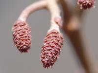 Olše lepkavá (Alnus glutinosa)