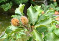 Buk lesní (Fagus sylvatica)