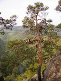 Borovice lesní (Pinus sylvestris)