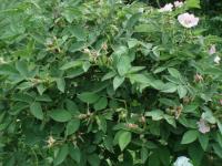 Růže Sherardova (Rosa sherardii)