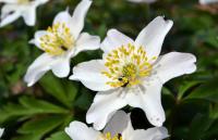 Sasanka hajní (Anemone nemorosa)