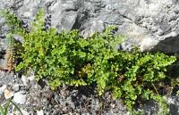 Sleziník routička (Asplenium ruta-muraria)