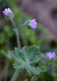 Kakost měkký (Geranium molle)