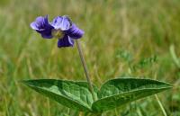 Plamének celolistý (Clematis integrifolia)