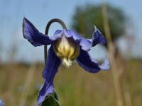 Plamének celolistý (Clematis integrifolia)