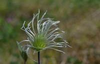 Plamének celolistý (Clematis integrifolia)