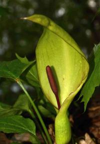 Áron plamatý (Arum maculatum)